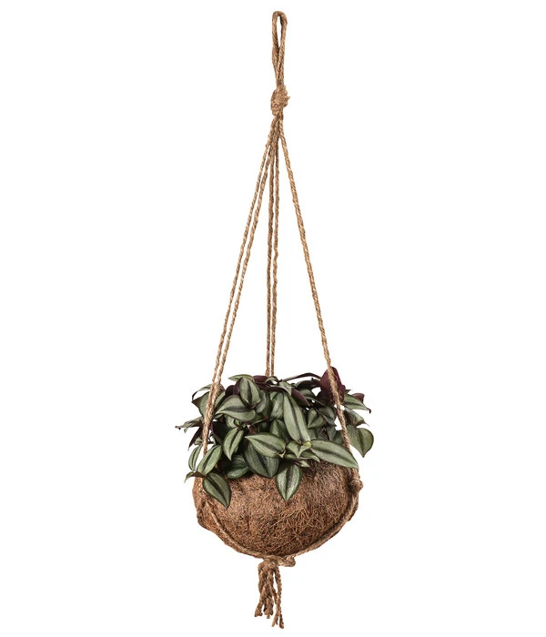 Kokodama-Ampel Dreimasterblume - Tradescantia Zebrina 3 Kokodama-Ampel Dreimasterblume - Tradescantia Zebrina