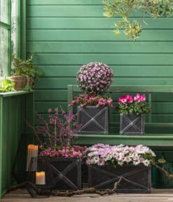 Liebesperlenstrauch 'Profusion' -Eleganter Garten 8501850 8213175 WE MO 001 Chrysanthemen 8620528 CyclameIndiaka