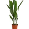 Schusterpalme - Aspidistra Elatior -Eleganter Garten 8504326 PR FS 001 SchusterpalmeAspidistraElatiorT17DehnerExpressHerzig