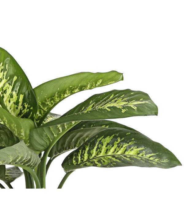 Dieffenbachie - Dieffenbachia Amoena 'Reeva' 4 Dieffenbachie - Dieffenbachia Amoena 'Reeva' – Bild 2