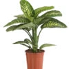 Dieffenbachie - Dieffenbachia Amoena 'Reeva' -Eleganter Garten 8509937 WE FS 001 DieffenbachieDieffenbachiaAmoenaTropicSnowT24DehnerExpressHerzig