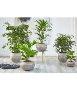 Steckenpalme - Rhapis Excelsa 7 Steckenpalme - Rhapis Excelsa -Eleganter Garten 8525271 WE MO 001 8588345 8641359 8255853 8239733 RhapisLivistonaKentiaHoweaCaryotaPalmenUveSauer