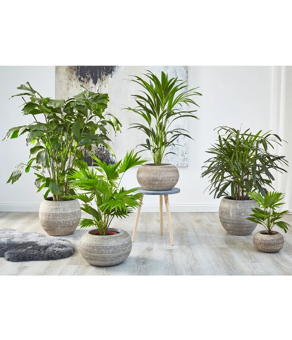 Steckenpalme - Rhapis Excelsa 5 Steckenpalme - Rhapis Excelsa – Bild 3