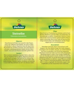 Bonsai Steineibe - Podocarpus Macrophylla -Eleganter Garten 8555054 SteineibeBonsaiEtikett2