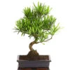 Bonsai Steineibe - Podocarpus Macrophylla -Eleganter Garten 8555054 WE FS 001 PodocarpusMacrophyllaT25DehnerExpressHerzig