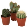 Kakteen-Set - Cactaceae, Verschiedene Sorten, 3-teilig -Eleganter Garten 8561516 WE FS 001 Kakteen3 SetT12