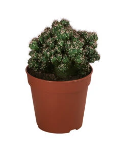 Kakteen-Set - Cactaceae, Verschiedene Sorten, 3-teilig -Eleganter Garten 8561516 WE FS 003 Kakteen3 SetT12