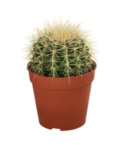 Kakteen-Set - Cactaceae, Verschiedene Sorten, 3-teilig -Eleganter Garten 8561516 WE FS 004 Kakteen3 SetT12