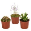 Fleischfressende Pflanzen - Raritäten-Set, 3-teilig 1 Fleischfressende Pflanzen - Raritäten-Set, 3-teilig -Eleganter Garten 8561623 WE FS 001 FleischfressendePflanzenRaritaeten3SetT9