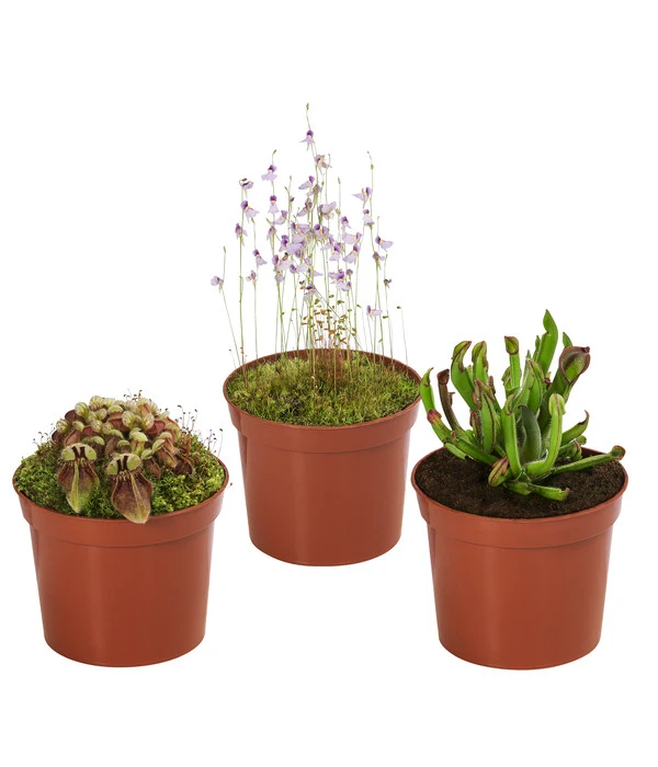 Fleischfressende Pflanzen - Raritäten-Set, 3-teilig 3 Fleischfressende Pflanzen - Raritäten-Set, 3-teilig