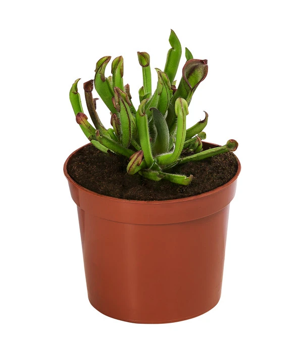 Fleischfressende Pflanzen - Raritäten-Set, 3-teilig 5 Fleischfressende Pflanzen - Raritäten-Set, 3-teilig – Bild 3