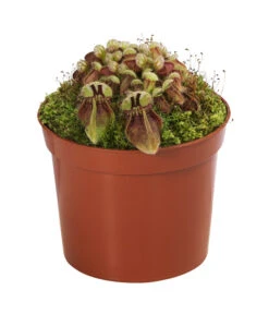 Fleischfressende Pflanzen - Raritäten-Set, 3-teilig 9 Fleischfressende Pflanzen - Raritäten-Set, 3-teilig -Eleganter Garten 8561623 WE FS 004 FleischfressendePflanzenRaritaeten3SetT9