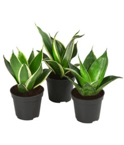 Bogenhanf-Set - Sansevieria Trifasciata Hahnii, 3-teilig