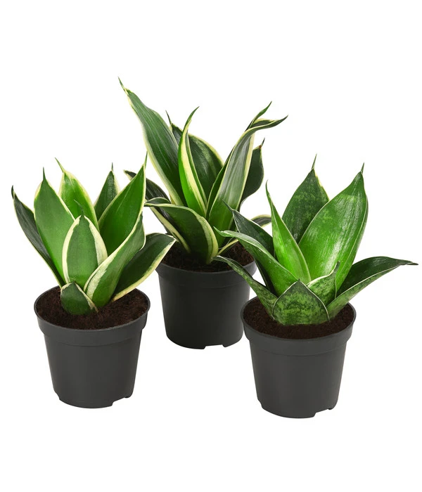 Bogenhanf-Set - Sansevieria Trifasciata Hahnii, 3-teilig 3 Bogenhanf-Set - Sansevieria Trifasciata Hahnii, 3-teilig
