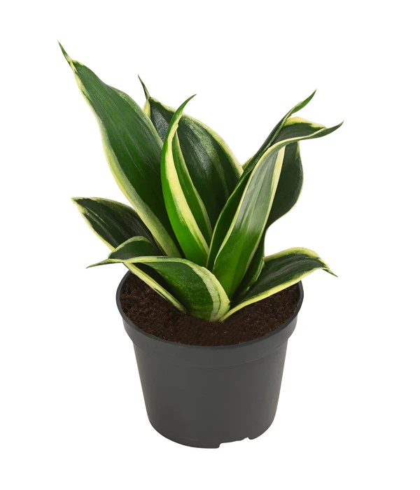 Bogenhanf-Set - Sansevieria Trifasciata Hahnii, 3-teilig 4 Bogenhanf-Set - Sansevieria Trifasciata Hahnii, 3-teilig – Bild 2