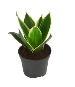 Bogenhanf-Set - Sansevieria Trifasciata Hahnii, 3-teilig 8 Bogenhanf-Set - Sansevieria Trifasciata Hahnii, 3-teilig -Eleganter Garten 8561631 WE FS 003 SansevieriaTrifasciataHahnii3SetT5 5