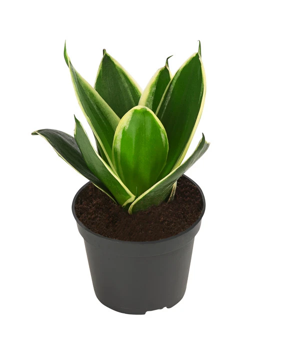 Bogenhanf-Set - Sansevieria Trifasciata Hahnii, 3-teilig 5 Bogenhanf-Set - Sansevieria Trifasciata Hahnii, 3-teilig – Bild 3