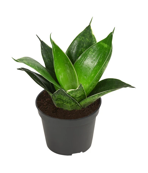 Bogenhanf-Set - Sansevieria Trifasciata Hahnii, 3-teilig 6 Bogenhanf-Set - Sansevieria Trifasciata Hahnii, 3-teilig – Bild 4