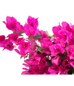 Drillingsblume 'Renate', Spalier -Eleganter Garten 8583858 WE DE 001 BougainvilleRenatePyramideT23