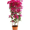 Drillingsblume 'Renate', Spalier -Eleganter Garten 8583858 WE FS 001 BougainvilleRenatePyramideT23DehnerExpressHerzig