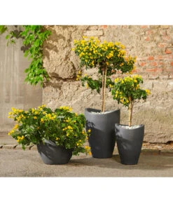 Gewürzrinde, Busch -Eleganter Garten 8584153 8584138 8584203 PR MO 001 Cassia