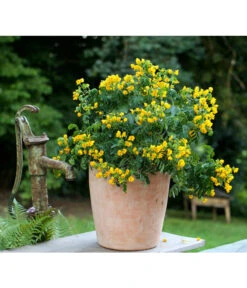 Gewürzrinde, Busch -Eleganter Garten 8584153 PR MO 001 CassiaSennaGewuerzrindeTerrakottaTopfRund3tlg