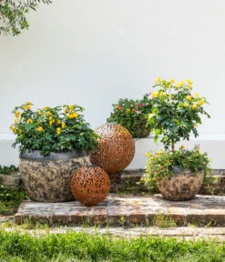 Gewürzrinde, Busch -Eleganter Garten 8584583 8584138 8584153 WE MO 002 PortulacSchale GC08 2022