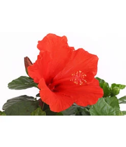 Zimmerhibiskus - Hibiscus Rosa-sinensis, Stämmchen, Verschiedene Sorten 19 Zimmerhibiskus - Hibiscus Rosa-sinensis, Stämmchen, Verschiedene Sorten -Eleganter Garten 8587347 PR DE 002 HibiscusStammMixT17DehnerExpressHerzig