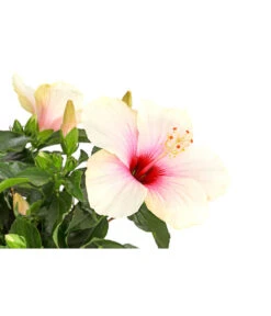 Zimmerhibiskus - Hibiscus Rosa-sinensis, Stämmchen, Verschiedene Sorten 20 Zimmerhibiskus - Hibiscus Rosa-sinensis, Stämmchen, Verschiedene Sorten -Eleganter Garten 8587347 PR DE 003 HibiscusStammMixT17DehnerExpressHerzig