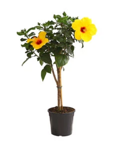 Zimmerhibiskus - Hibiscus Rosa-sinensis, Stämmchen, Verschiedene Sorten 15 Zimmerhibiskus - Hibiscus Rosa-sinensis, Stämmchen, Verschiedene Sorten -Eleganter Garten 8587347 WE FS 002 HibiskusHibiscusStammMixT17OWDehnerExpressHerzig