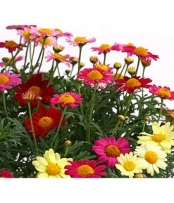 Margeriten-Trio 5 Margeriten-Trio -Eleganter Garten 8589590 WE DE 001 MargeriteArgyranthemumBuschTrioT18DehnerExpressHerzig