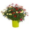 Margeriten-Trio 1 Margeriten-Trio -Eleganter Garten 8589590 WE FS 001 MargeriteArgyranthemumBuschTrioT18DehnerExpressHerzig