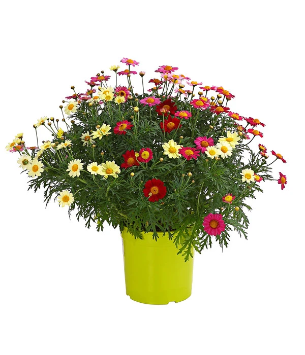 Margeriten-Trio 3 Margeriten-Trio