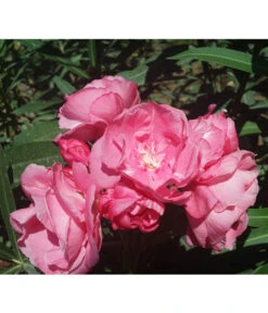 Oleander, Gefüllt -Eleganter Garten 8590358 BlueteGefuellterRosaValenciaPlant