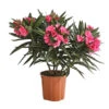 Oleander, Gefüllt 1 Oleander, Gefüllt -Eleganter Garten 8590358 PR FS 001 OleanderBuschT17GefuelltDehnerExpressHerzig