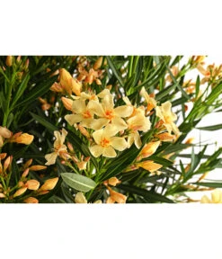 Oleander, Solitärbusch, Verschiedene Sorten -Eleganter Garten 8590549 WE DE 001 NeriumOleanderOleanderBuschGelbT40