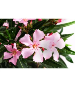 Oleander, Solitärbusch, Verschiedene Sorten -Eleganter Garten 8590549 WE DE 001 OleanderBuschMixRosaT40