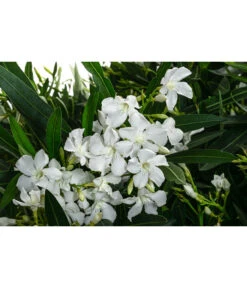Oleander, Solitärbusch, Verschiedene Sorten -Eleganter Garten 8590549 WE DE 001 OleanderBuschMixWeissT40