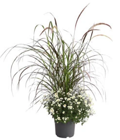 Herbst-Chrysantheme Mit Ziergras -Eleganter Garten 8594269 PR FS 003 ChrysanthemumMultifloraMitPennisetumRubrumT25OWDehnerExpressHerzig