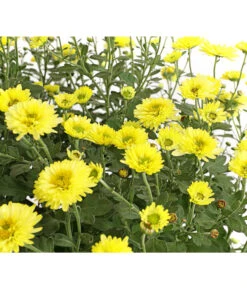 Herbst-Chrysantheme Mit Ziergras -Eleganter Garten 8594269 WE DE 001 ChrysanthemumMultifloraMitPennisetumRubrum25DehnerExpressHerzig