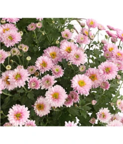 Herbst-Chrysantheme Mit Ziergras -Eleganter Garten 8594269 WE DE 002 ChrysanthemumMultifloraMitPennisetumRubrum25DehnerExpressHerzig