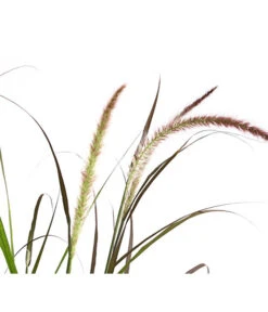 Herbst-Chrysantheme Mit Ziergras -Eleganter Garten 8594269 WE DE 004 ChrysanthemumMultifloraMitPennisetumRubrum25DehnerExpressHerzig