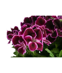 Edelpelargonie, Verschiedene Farben -Eleganter Garten 8594541 WE DE 001 EdelpelargonieBuschT23