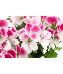 Edelpelargonie, Verschiedene Farben -Eleganter Garten 8594541 WE DE 003 EdelpelargonieBuschT23