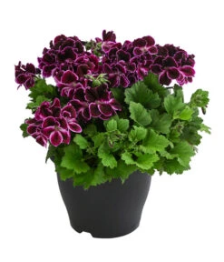 Edelpelargonie, Verschiedene Farben