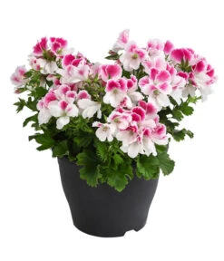Edelpelargonie, Verschiedene Farben -Eleganter Garten 8594541 WE FS 003 EdelpelargonieBuschT23