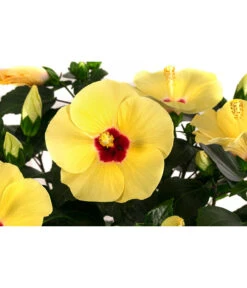 Hibiskus In Schale, Verschiedene Sorten -Eleganter Garten 8595225 WE DE 001 HibiskusSchaleT21