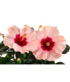 Hibiskus In Schale, Verschiedene Sorten -Eleganter Garten 8595225 WE DE 002 HibiskusSchaleT21