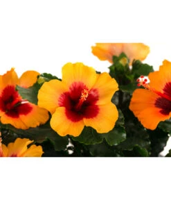 Hibiskus In Schale, Verschiedene Sorten -Eleganter Garten 8595225 WE DE 003 HibiskusSchaleT21