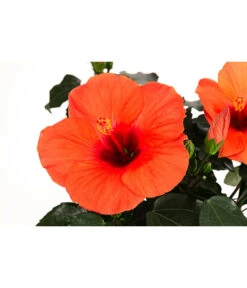 Hibiskus In Schale, Verschiedene Sorten -Eleganter Garten 8595225 WE DE 004 HibiskusSchaleT21